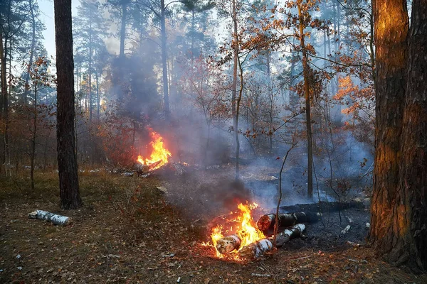 Лісова Пожежа Падаюче Дерево Спалюється Землю Багато Диму Коли Вогонь — стокове фото