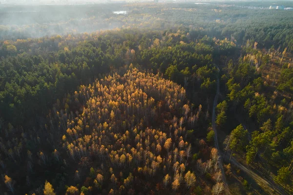 Aerial Top View Autumn Forest Green Yellow Trees Mixed Deciduous — Stockfoto