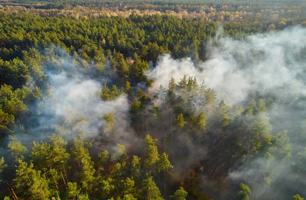 Strong fire in an empty forest. Fire spreads in a united front, strong smoke from the burning place. View from above, vertically from top to bottom. natural disaster