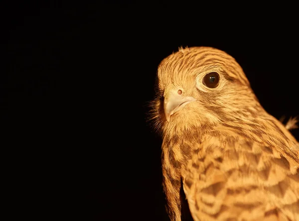 Close View Cooper Hawk Accipiter Cooperii Black Background — Stock Photo, Image