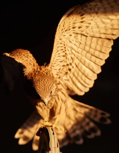 Young Falcon Spreads Its Wings Close Photo Black Background — Stock Photo, Image