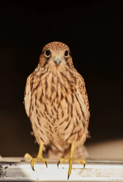 Close View Cooper Hawk Accipiter Cooperii Black Background — Foto de Stock