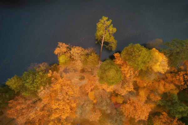 Top View Tree Leaning River Autumn Yellow Forest Photo Taken — Stock Photo, Image