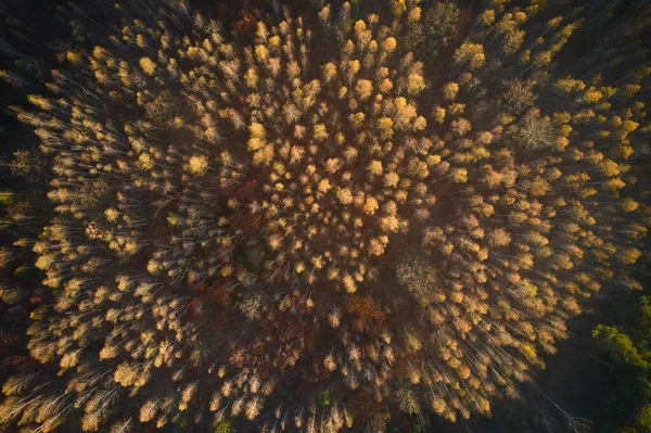 Farbenfrohe Herbstfarben Waldform Oben Eingefangen Mit Einer Drohne — Stockfoto