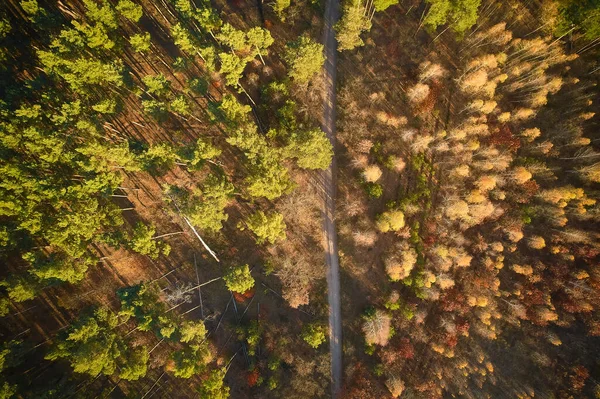 Aerial Top View Autumn Forest Green Yellow Trees Mixed Deciduous — 스톡 사진