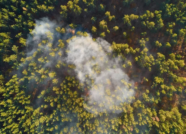 Starker Brand Einem Leeren Wald Das Feuer Breitet Sich Einer — Stockfoto