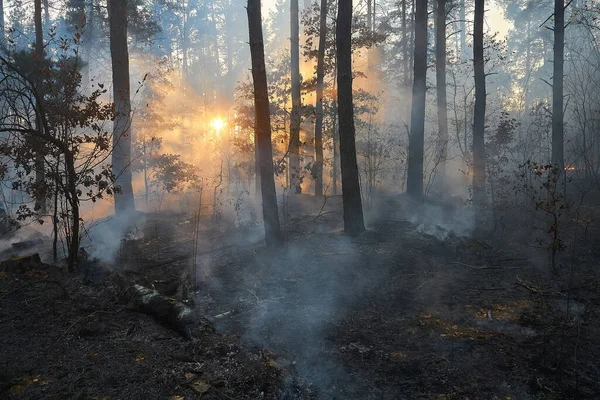 Waldbrand Umgestürzter Baum Ist Bei Flächenbrand Stark Verraucht — Stockfoto