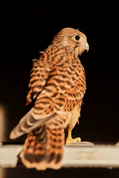 Close View Cooper Hawk Accipiter Cooperii Black Background — Stock Photo, Image