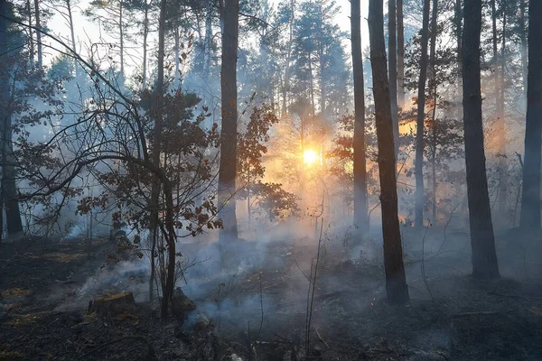 Waldbrand Umgestürzter Baum Ist Bei Flächenbrand Stark Verraucht — Stockfoto