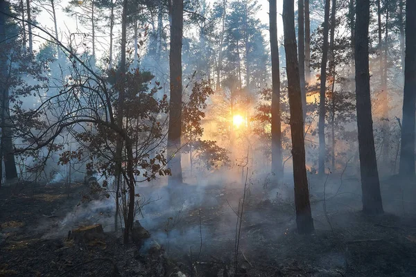 Forest fire. fallen tree is burned to the ground a lot of smoke when wildfire