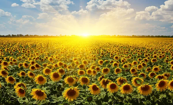 Panorama Landschaft Sonnenblumenfelder Und Blauer Himmel Wolken Background Sunflower Felder — Stockfoto