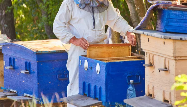 Beekeeper Working Apiary Nice Sunny Day Honey Frames Evidence Concept — Fotografie, imagine de stoc