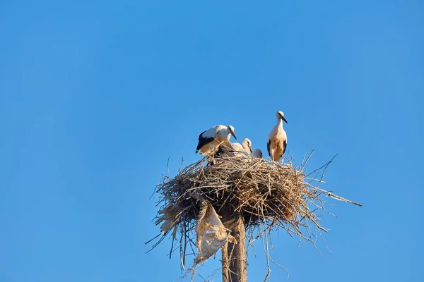 Storks Sparrows Stork Nest Landscape — Stock Photo, Image