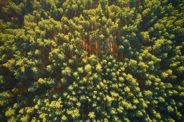Вид Висоти Осінній Ліс Зеленими Жовтими Деревами Змішаний Листяний Хвойний — стокове фото
