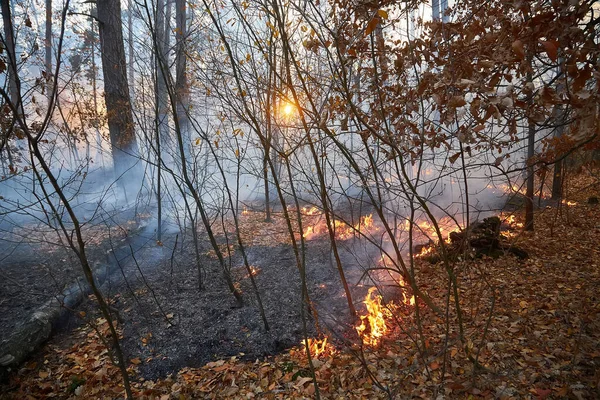 Waldbrand Umgestürzter Baum Ist Bei Flächenbrand Stark Verraucht — Stockfoto