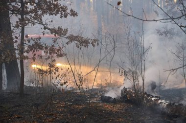 In the woods are burning. fire in the forest is very scary