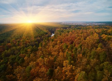 Yeşil ve sarı ağaçlı sonbahar ormanının yukarıdan görünüşü. Yaprak döken ve kozalaklı ormanların karışımı. Ukrayna, Kyiv yakınlarındaki güzel sonbahar manzarası