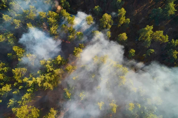 Strong fire in an empty forest. Fire spreads in a united front, strong smoke from the burning place. View from above, vertically from top to bottom. natural disaster