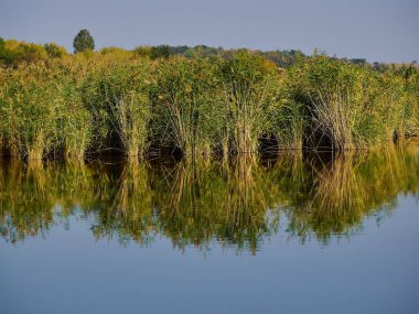 Yazın kamışlı güzel göl.
