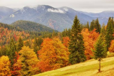 Güzel fantezi orman dere ile altın bir sonbahar manzara. Duvar-Poster fikir.