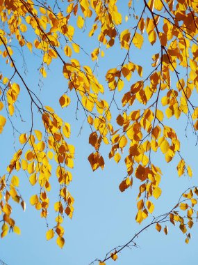 Kırmızı ve sarı güzel sonbahar park ağaçtan düşen yaprakları