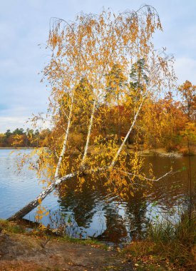 beautiful landscape of golden autumn forest edge with birches and water beautiful reflection of trees