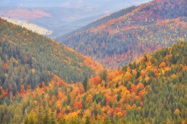 Güzel renkli sonbahar yaprakları, yeşil, sarı, turuncu kırmızı topluluğu