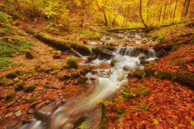hızlı dağ nehir Güz. Derma ahşap arka plan