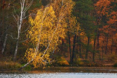 Beautiful autumn nature landscape.Sunny autumn scene with birch tree with orange and red leaves hanging over the water surface.Concept of beauty of autumn nature.