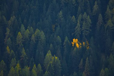 The aerial view of the autumn larch tree forest