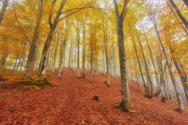 sisli ahşap bir parça ile sonbahar manzarası
