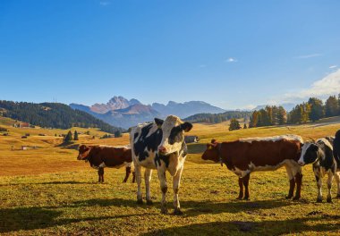 cows in high mountain pastures in autumn with rocky mountains with snow and colorful trees plateau of Siusi Alps in Trentino Alto Adige Italy