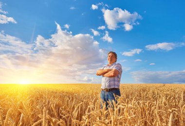 Tatmin olmuş olgun çiftçi hasat öncesi olgunlaşmış buğday tarlasına özenle dokunuyor. Kopya alanı.