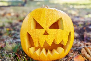 Cadılar bayramı için turuncu balkabağı. Cadılar Bayramı konsepti..