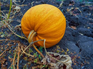 Bahçede büyüyen büyük turuncu balkabakları