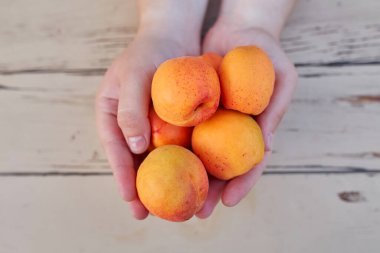 Ellerinde taze hasat edilmiş kayısılar. Kapat..