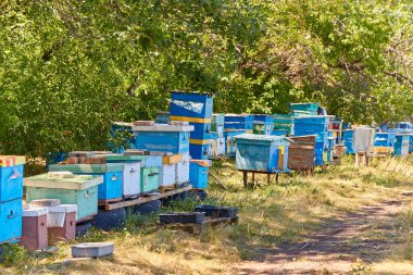 Arılar kanıtlardan olan ormanın içinde bir açıklıkta