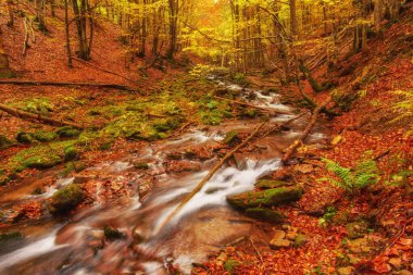 Orman, altın sonbahar Avrupa peyzaj, duvar kağıdı manzara arka plan sonbahar akışında