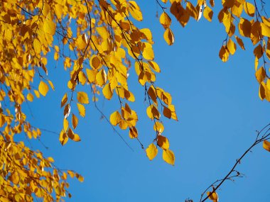 Autumn leaves on a tree branch. autumn photography
