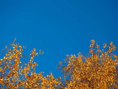 Kırmızı ve sarı güzel sonbahar park ağaçtan düşen yaprakları