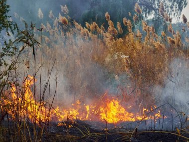 Bahçede eski kuru otları yakmak. Tarlada yanan kuru otlar. Orman yangını. Sakal tarlası çiftçiler tarafından yakılıyor. Sahada yangın.