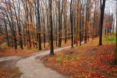 Beautiful autumn calm nature landscape.Sunny autumn scene with land covered by orange and red leaves in empty park.Concept of beauty of autumn nature.Vintage colours.
