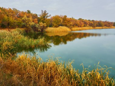 Nehrin üzerinde sarı ağaçlar ve güneşli bir günde sudaki ağaçların yansımasıyla resmedilmiş sonbahar manzarası. Altın sonbahar