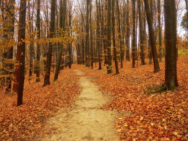 Manzaradaki sonbahar orman köprüsü Ormanı düşüyor
