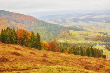 Güzel renkli sonbahar yaprakları, yeşil, sarı, turuncu kırmızı topluluğu