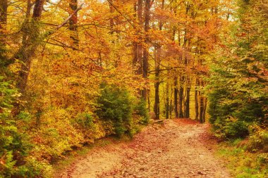 Sonbahar orman yolundan. Renkli manzara.