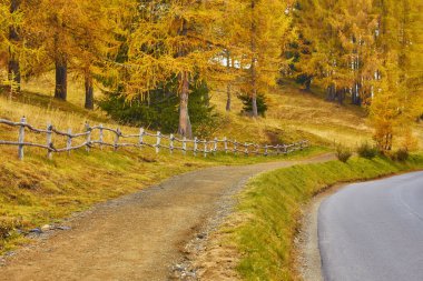 Gorgeous morning scene in Compaccio village and bright larchs. Location place Dolomiti alps, Seiser Alm or Alpe di Siusi, South Tyrol, Italy, Europe. Discover the beauty of earth.