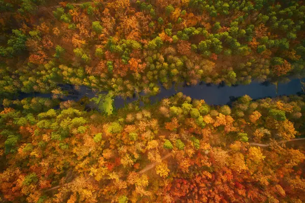 Drone View River Flowing Beautiful Autumn Forest — 스톡 사진