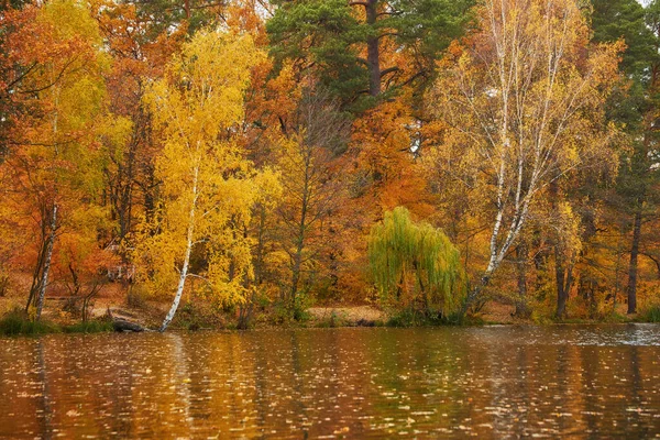 Beautiful autumn nature landscape.Sunny autumn scene with birch tree with orange and red leaves hanging over the water surface.Concept of beauty of autumn nature.