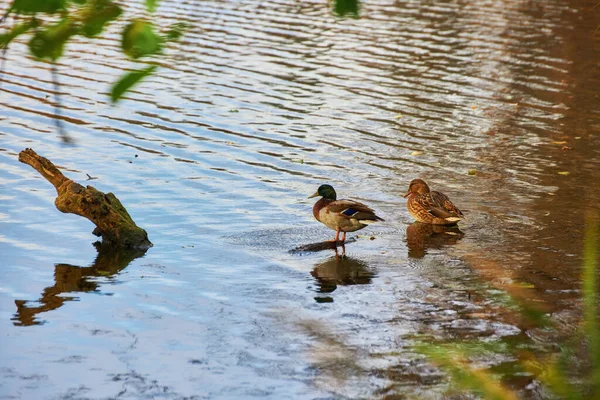 雄鸭和母鸭在绿水池塘里游泳 寻找食物 — 图库照片
